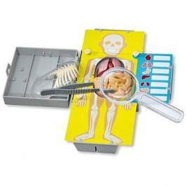 Anatomie